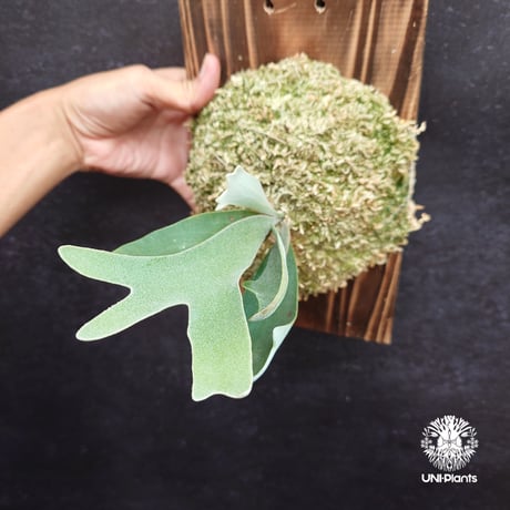 ビカクシダベイチーワイルド | STORES