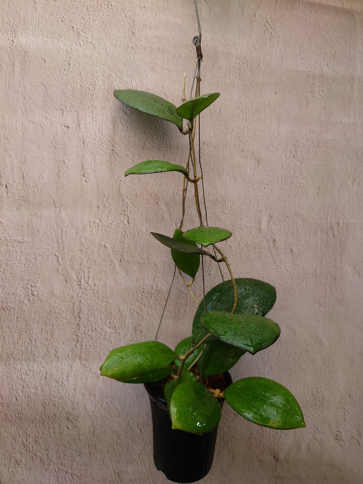 Natalia　ホヤ ホヤ cv.ナタリー Hoya cv. Nathalie ホヤ植物 植物 珍奇植物