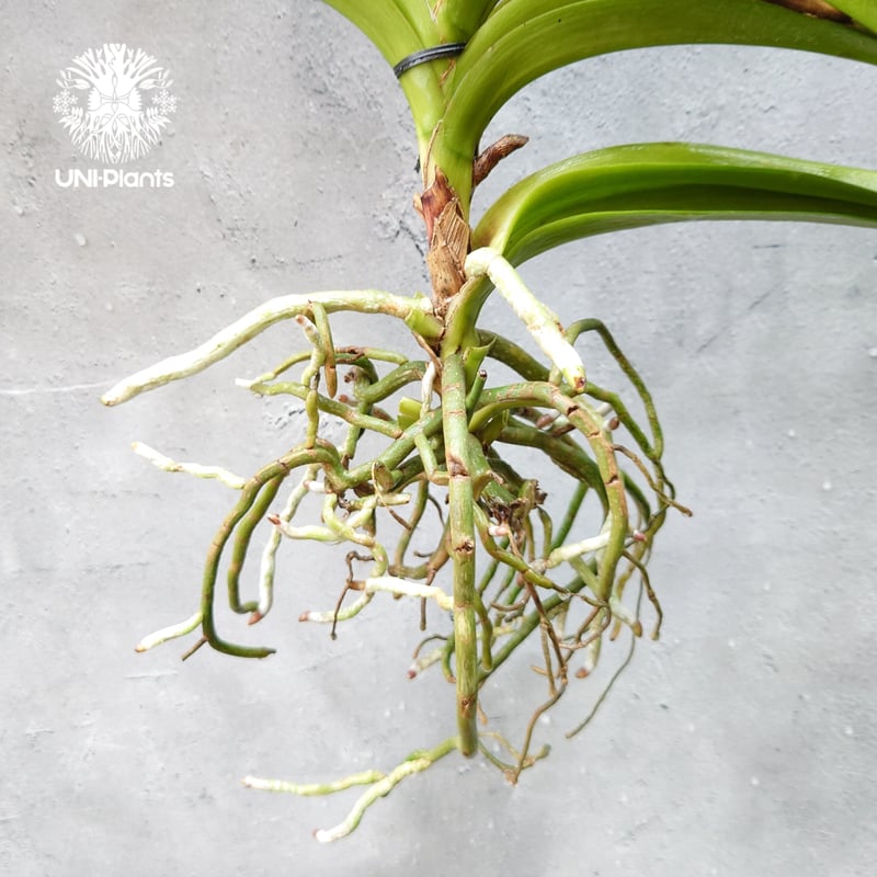 バンダ 洋蘭 Vanda orchid 大株 ラン 蘭 花が綺麗な洋ラン | UNI