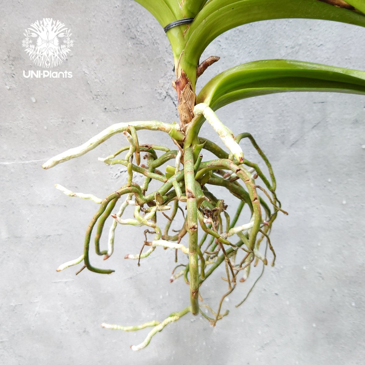 バンダ 洋蘭 Vanda orchid 大株 ラン 蘭 花が綺麗な洋ラン | UNI-Pla