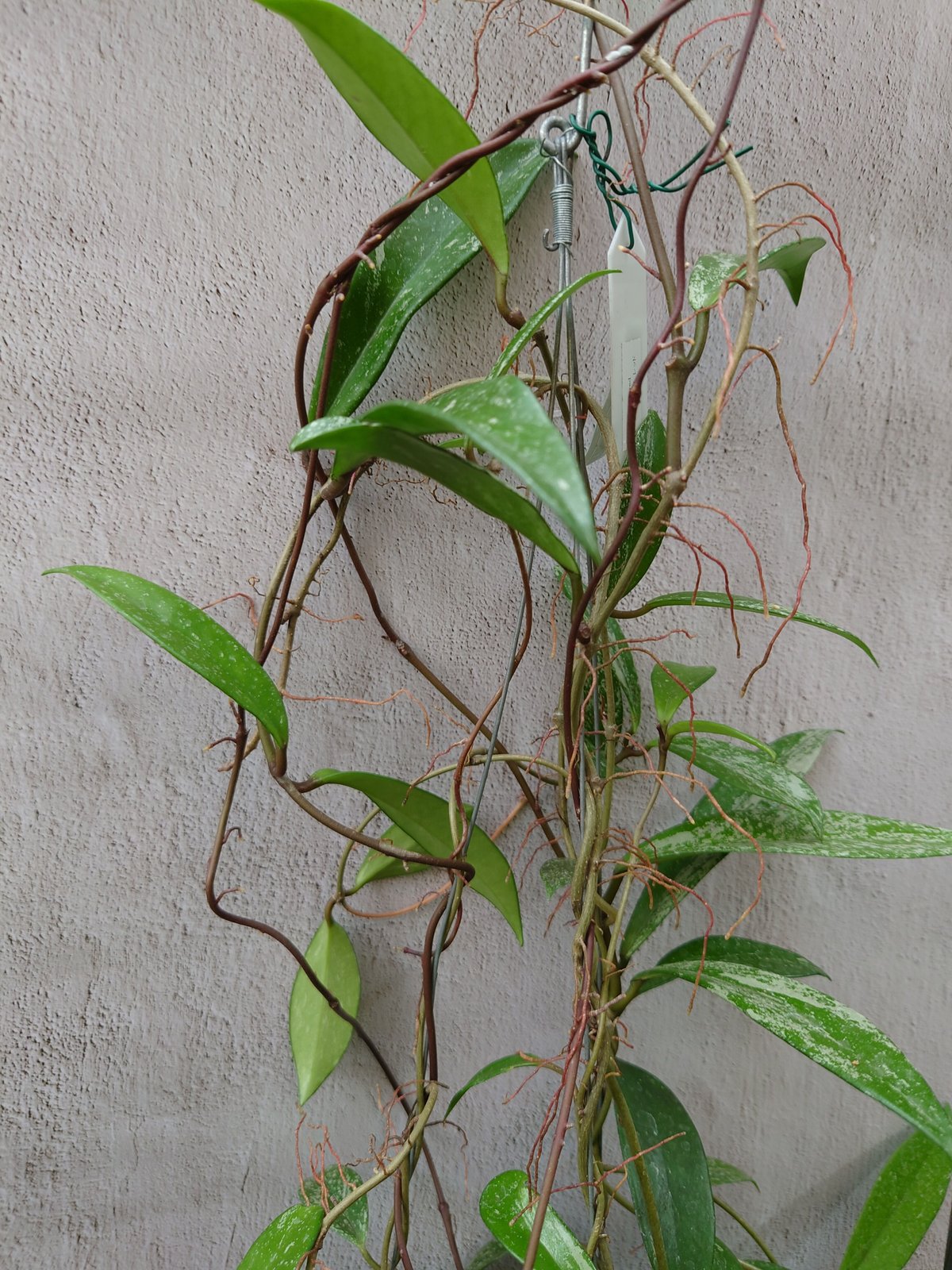 ホヤ プビカリクス レッド Hoya pubicalyx Red ホヤ植物 植物 ホヤ プビカリクス レッド Hoya pubicalyx Red ホヤ植物 植物