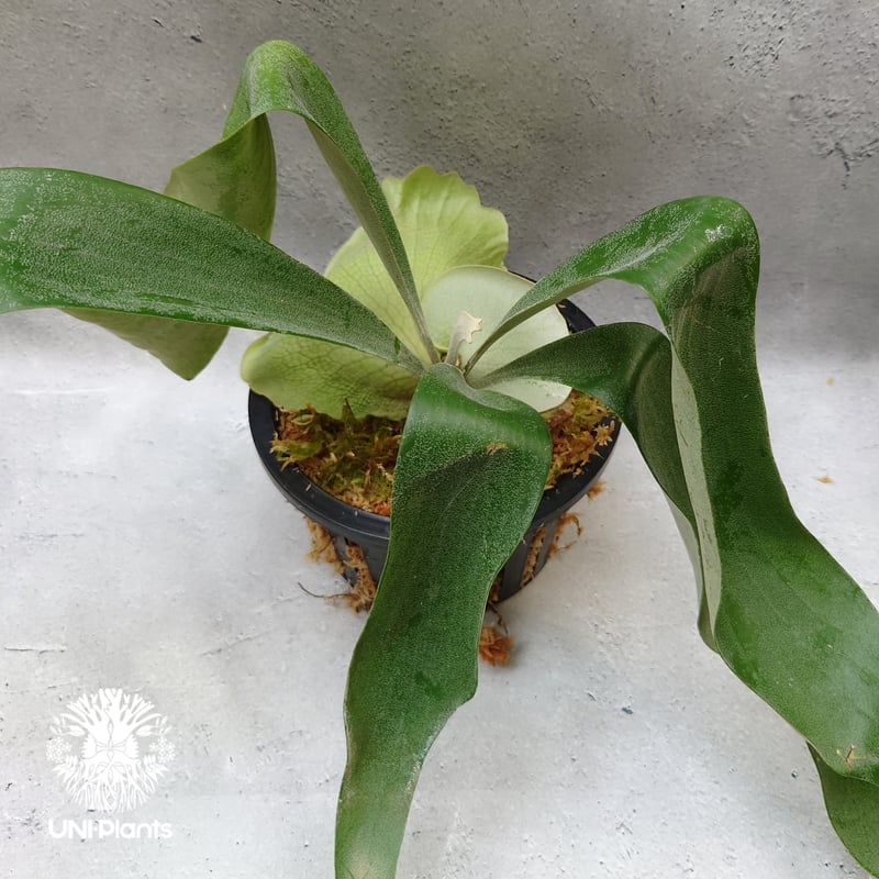 Platycerium Hanabi ビカクシダ コウモリラン platycerium sta