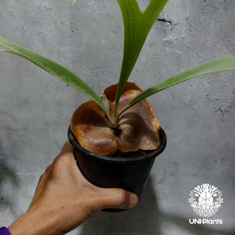 ビカクシダ　jibjib ☆ P. 'Jibjib' 暴れてますが調子上がってきました⤴️🌱 #ビカクシダ