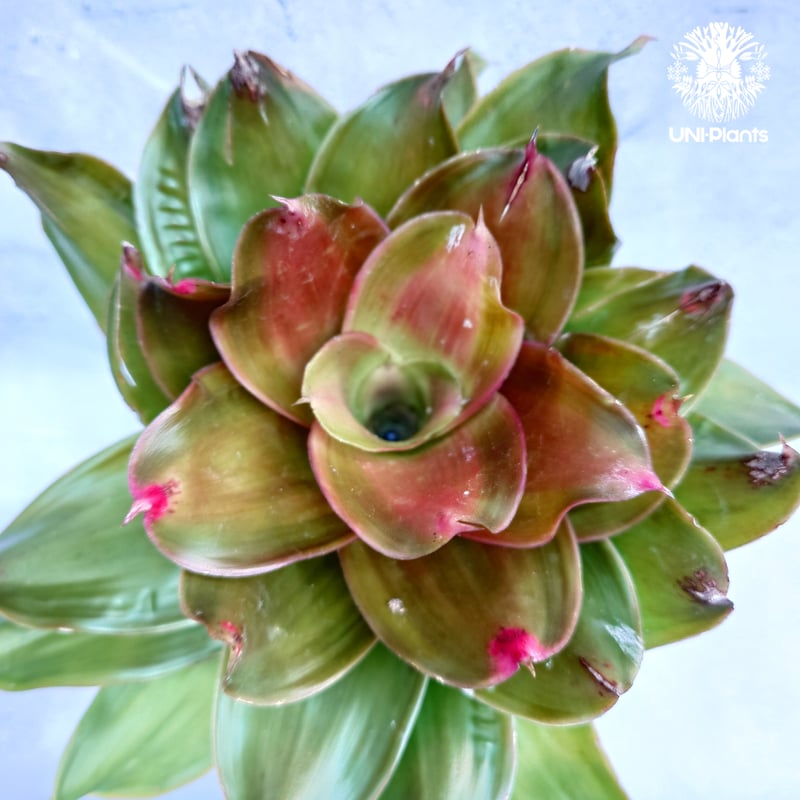Neoregelia Medusa ネオレゲリア メデューサ Neoregelia ブロメリア