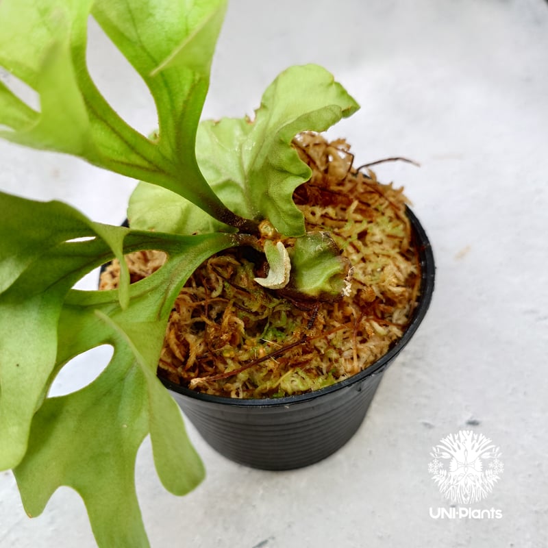 ビカクシダ リドレイ ドワーフ Platycerium ridleyi Dwarf