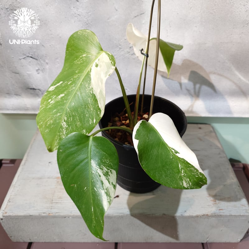 国内繁殖株・一点物】Monstera borsigiana 'Albo'｜モンステラ・ボル