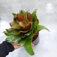 Neoregelia Medusa ネオレゲリア メデューサ Neoregelia ブロメリア科 ネオレゲリア属 タンク系植物 着生植物