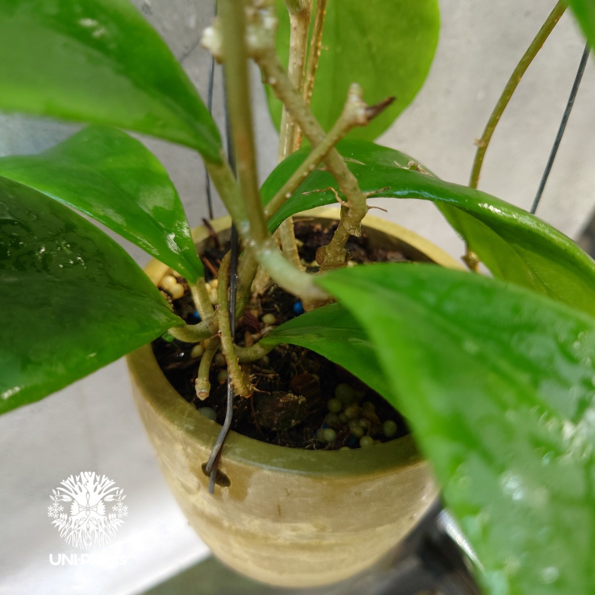 希少! Hoya mindorensis pink ホヤ ミンドレンシス ピンク Hoya M