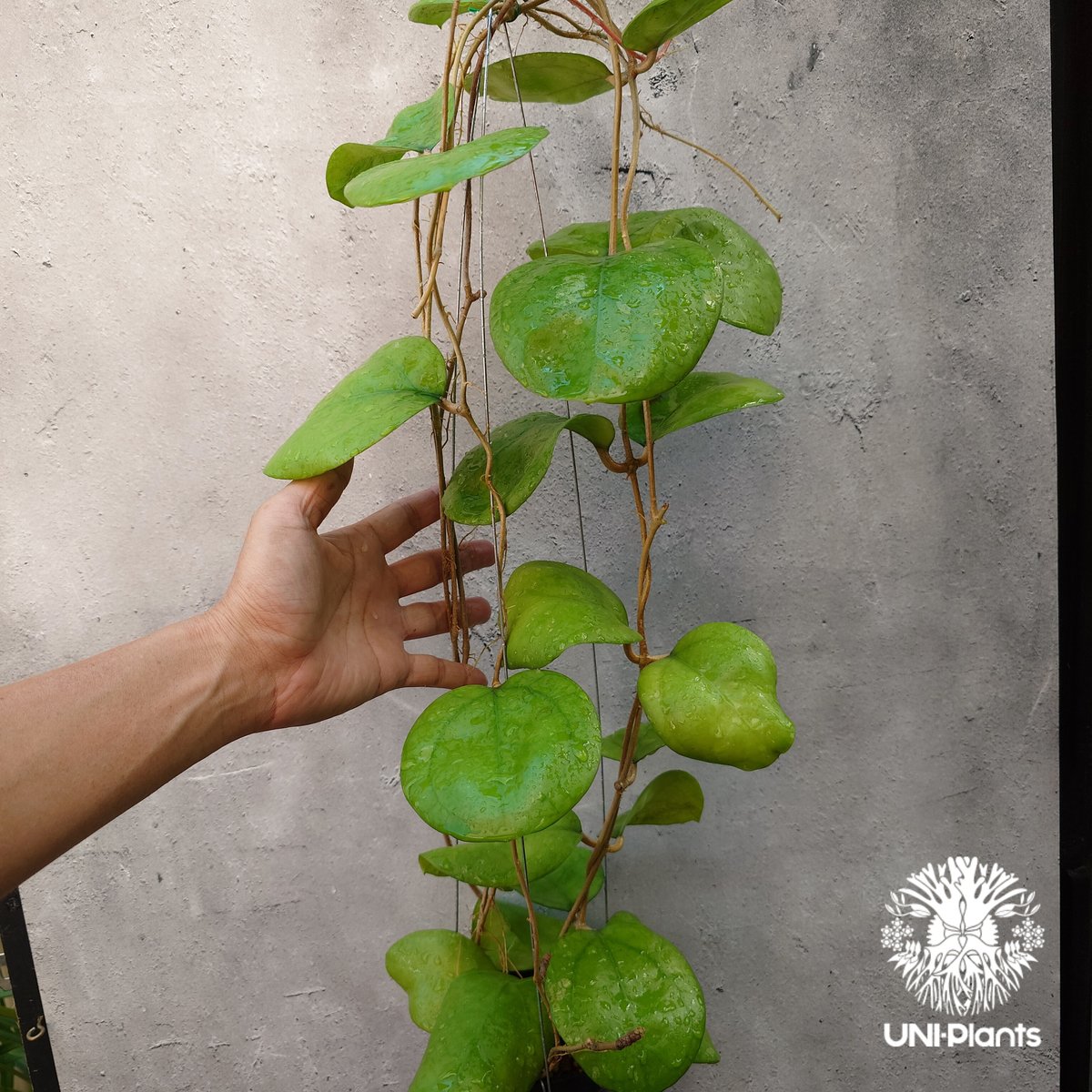 Hoya Ricardo ホヤ植物 ホヤの花 希少な植物 Hoyaplants Hoya |