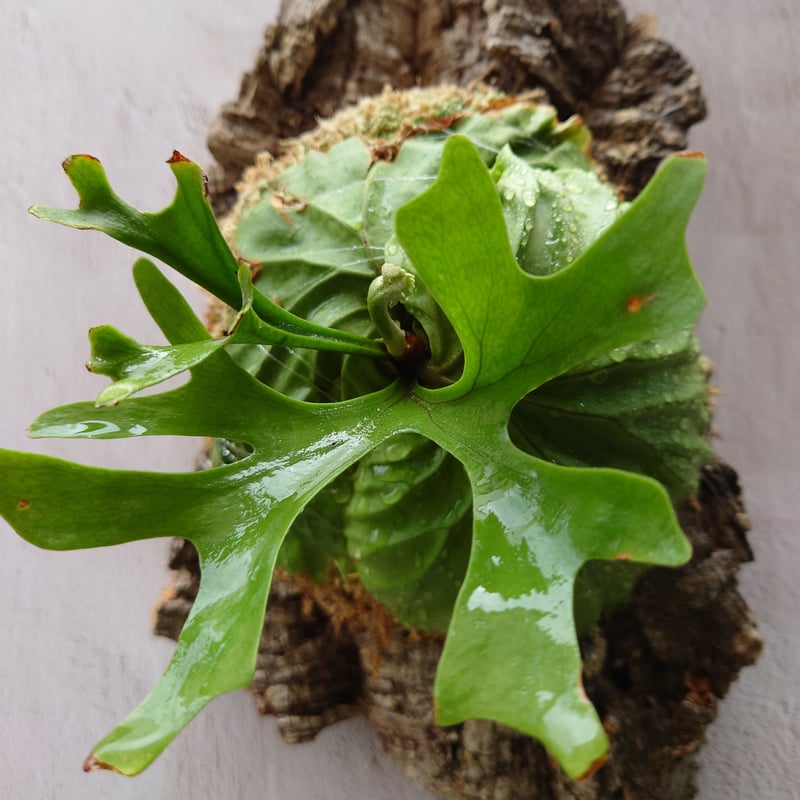 ビカクシダ リドレイ Platycerium Ridleyi コウモリラン
