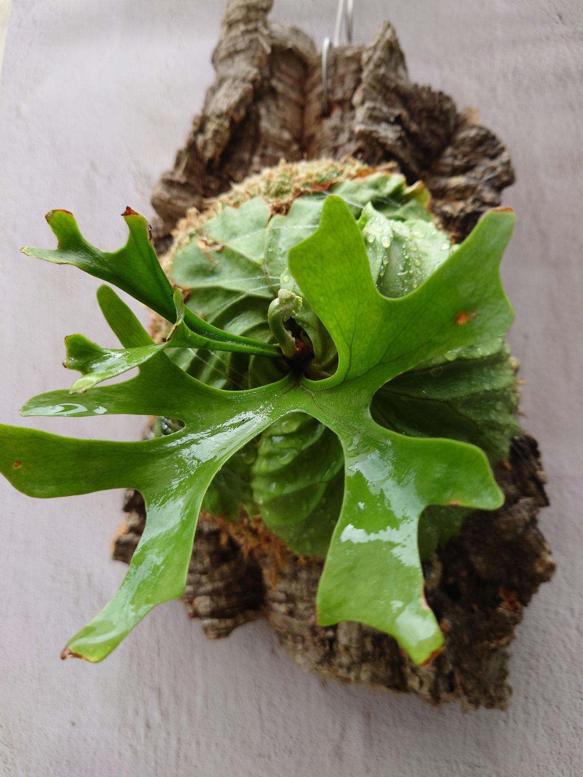 ビカクシダ リドレイ Platycerium Ridleyi コウモリラン
