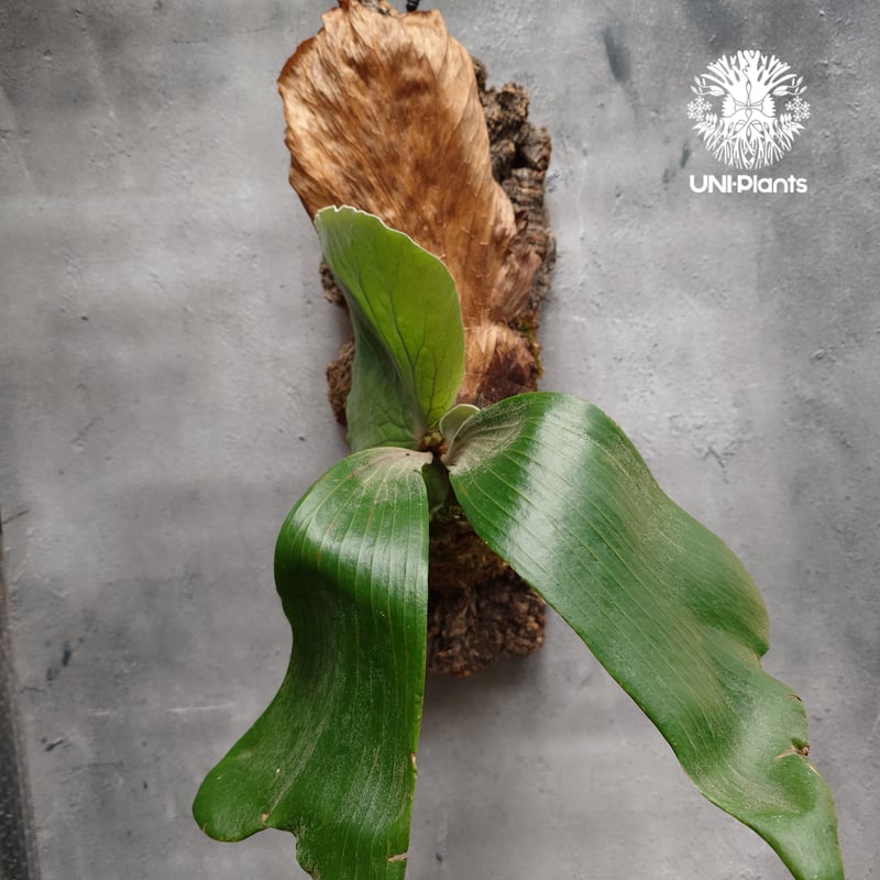Platycerium elemaria (P.elephantotis x P.andinu