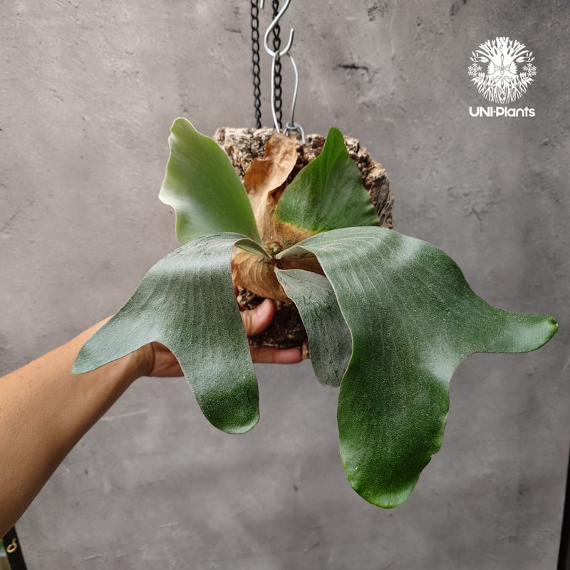 ビカクシダ ダイバーシフォリウム X エレファントティス Platycerium