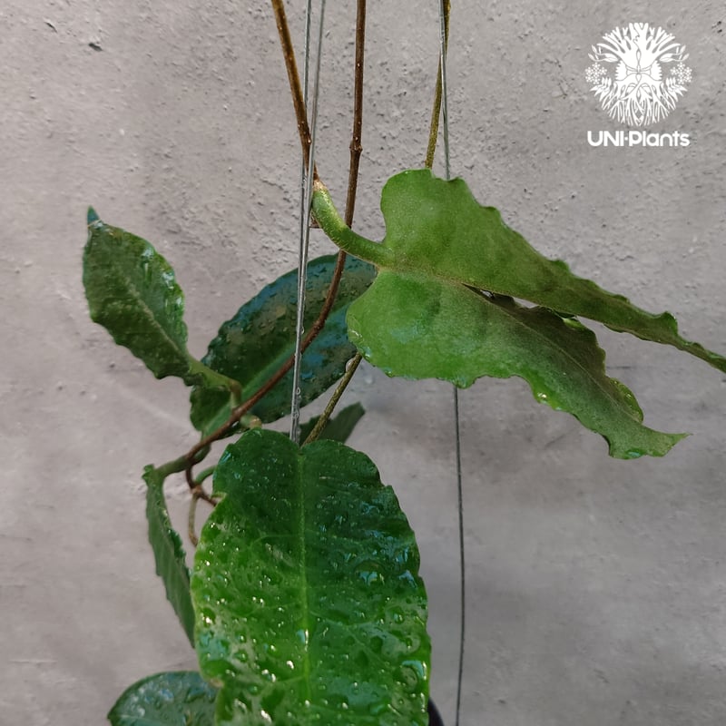 Hoya versteegii ホヤ植物 ホヤの花 希少な植物 Hoyaplants Hoya