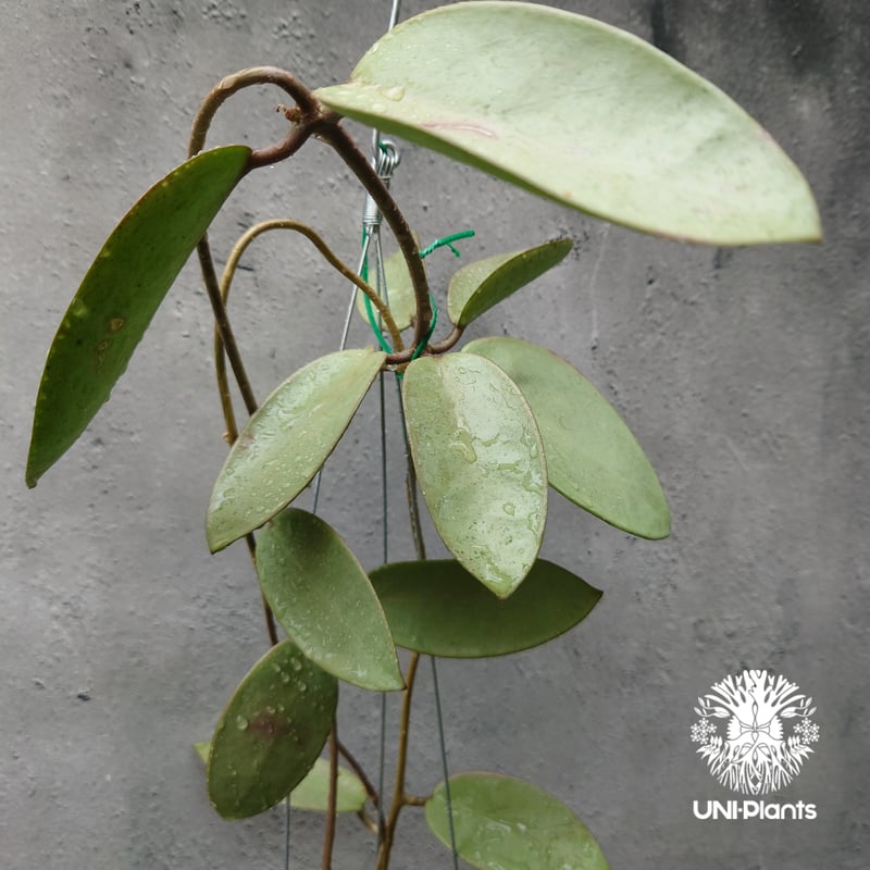珍種　ホヤ セルペンス シルバー　Hoya Serpens Silver Rare) Hoya serpens silver for sale - HappyForestStore