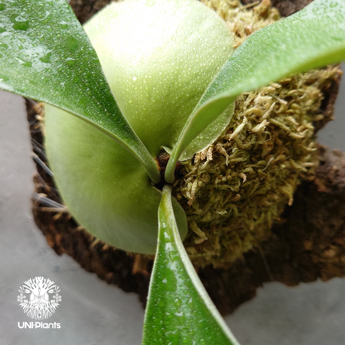 ビカクシダ エリシー Platycerium ellisii コウモリラン ビカクシダ エリシー Platycerium ellisii コウモリラン