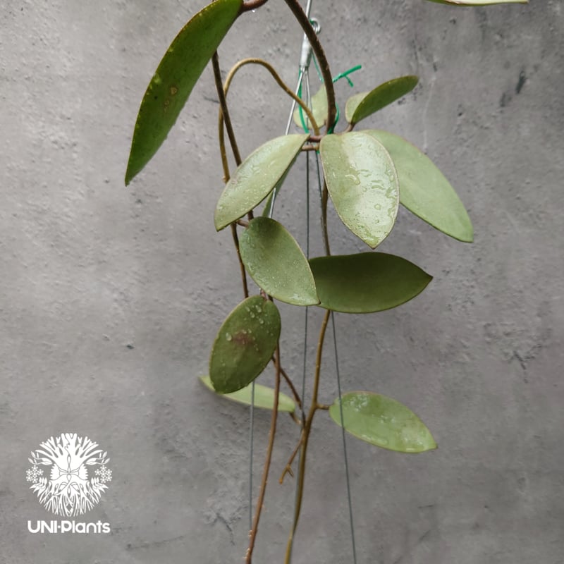 Hoya Silver dollar ホヤ シルバー ダラー ホヤ 希少 ホヤ植物