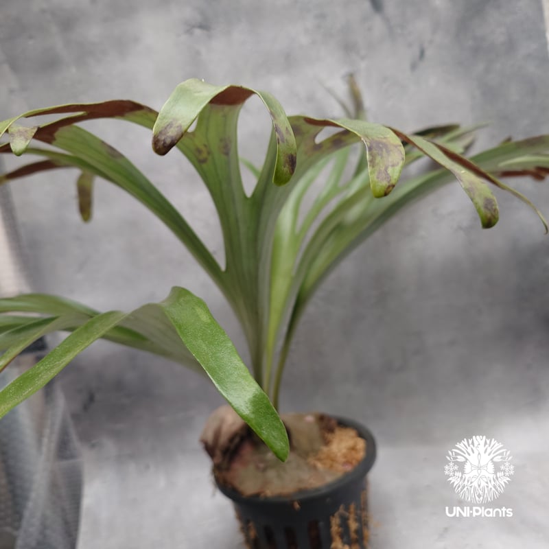 Platycerium alcicorne var.Madagascar ビカクシダ アルシコ