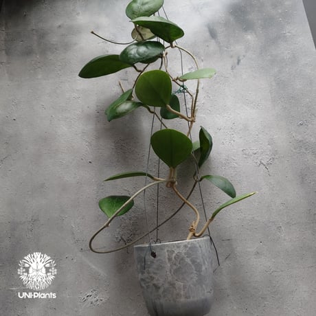 Hoya cv. Nathalie ホヤ cv.ナタリー ホヤ植物 希少なホヤ植物 レア つる性 つる性植物 ハンギング ハンギング植物