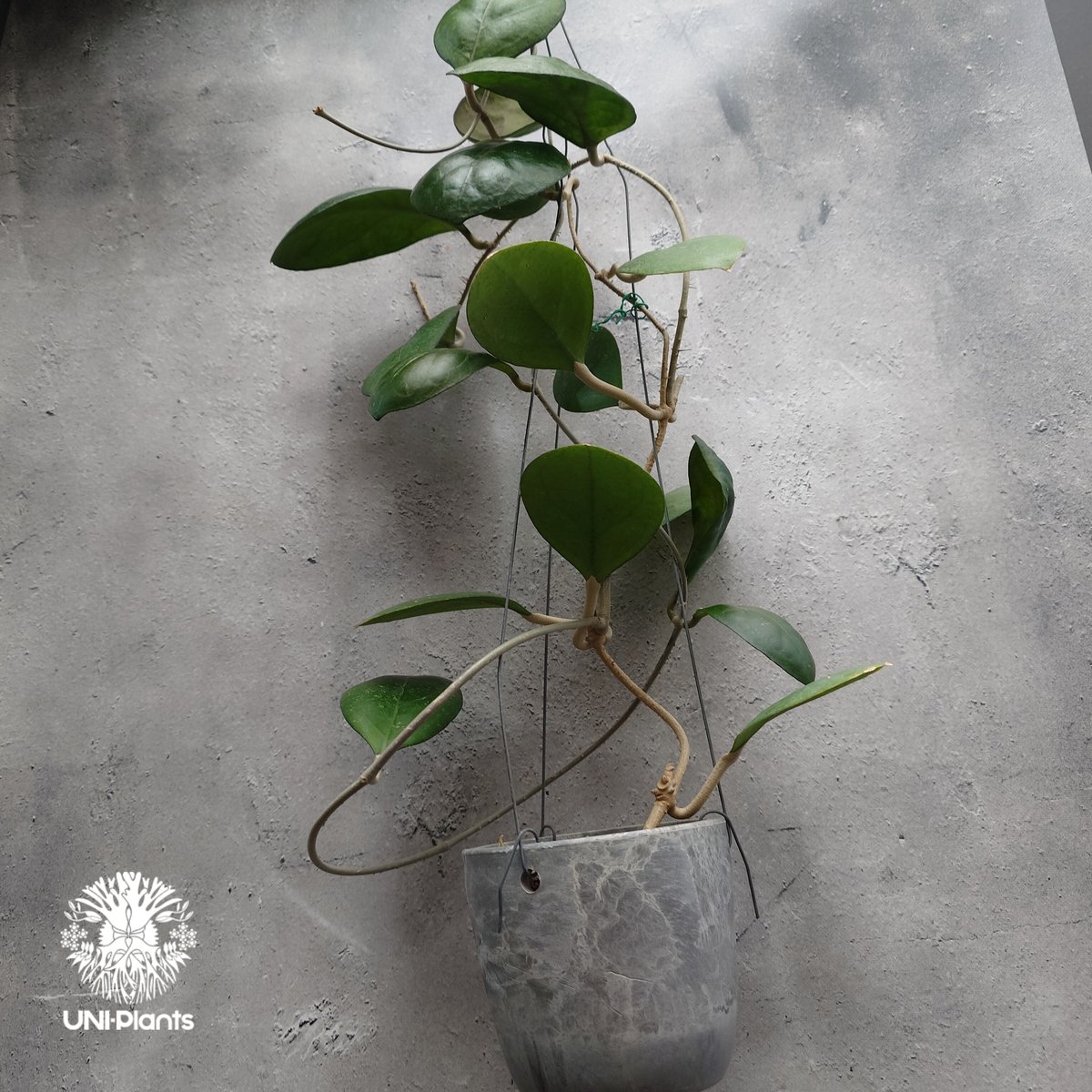 hoya cv joy 希少 レア品種 Hoya cv Joy - Crystal Star Nursery