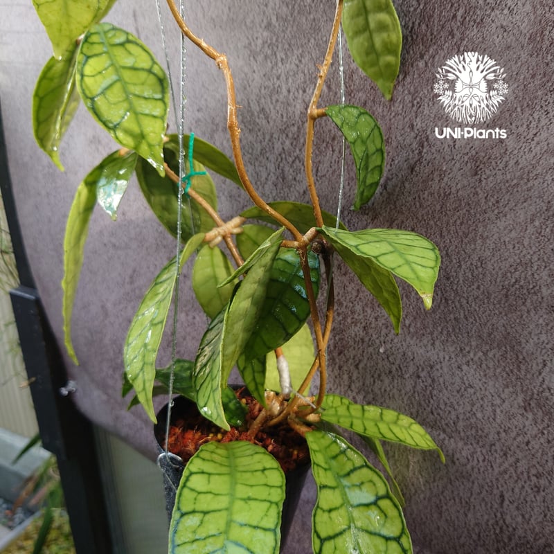 花座付き! Hoya Callistophylla short leaves ホヤ カリストフ