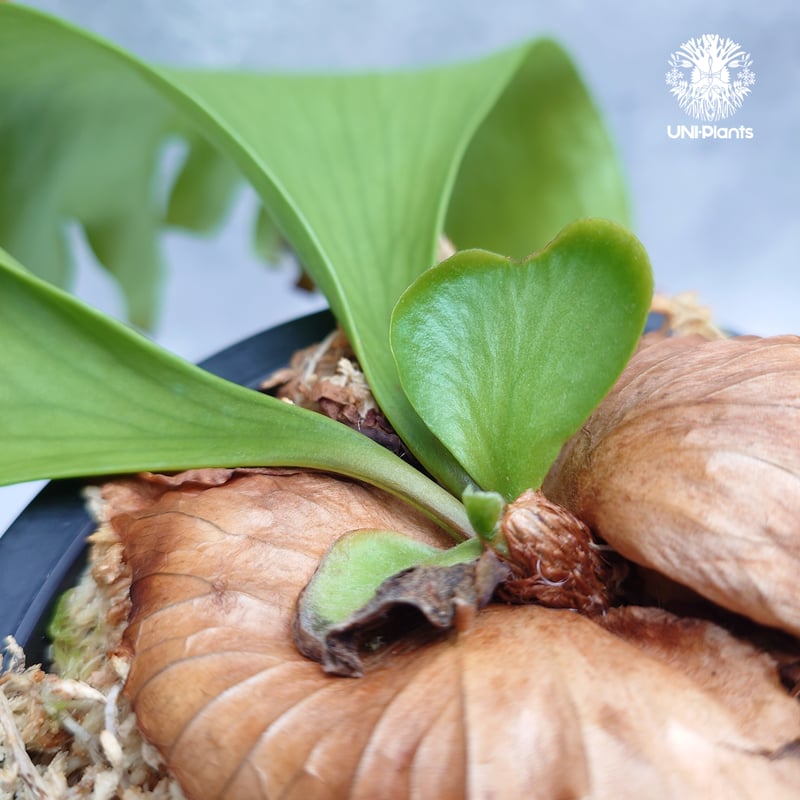 Platycerium coronarium ' Lesasha ' ビカクシダ コロナリウム