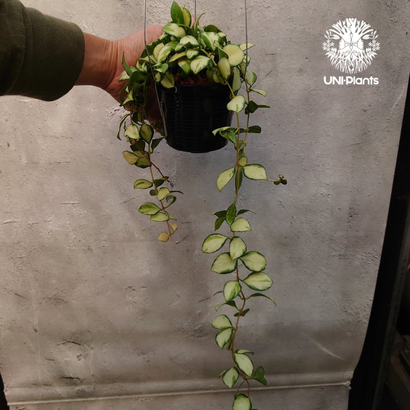 ホヤ ヘウスケリアナ バリエガータ Hoya Heuschkeliana variegata