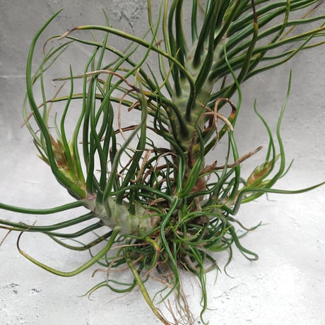 Tillandsia Bulbosa (L) チランジア・ブルボーサTillandsia  エアープランツ エアプランツ ティランジア