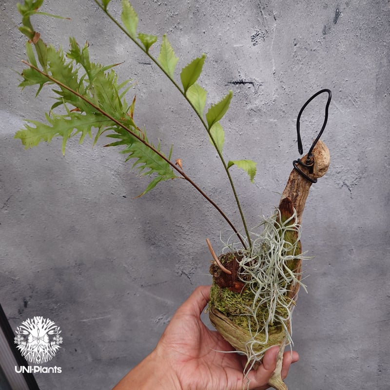 ドリナリア リギュドラ ホワイティ E103 ドリナリア リギュドラ