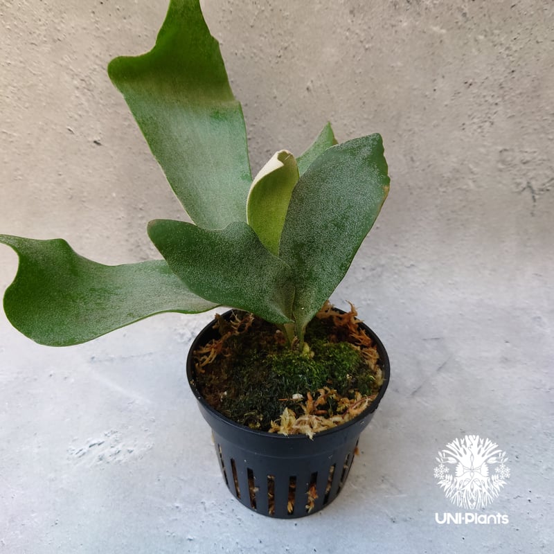 Platycerium willinckii cv Pedro Tatsuta (TC) ビカ