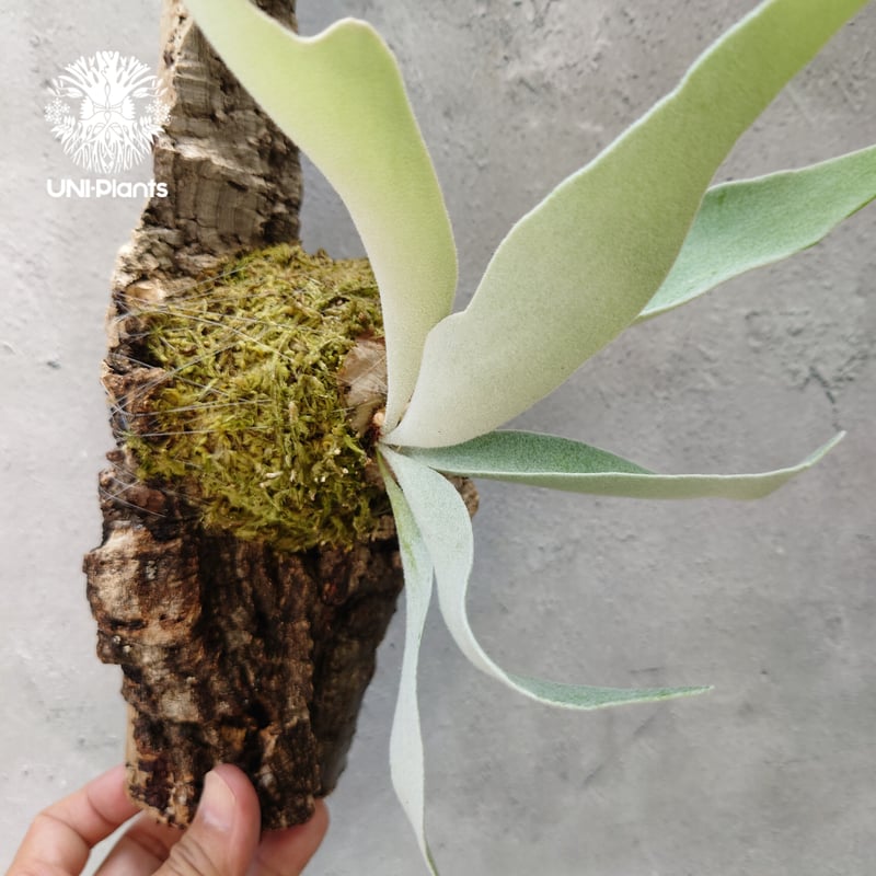 ビカクシダ ベイチー Patycerium veitchii コウモリラン