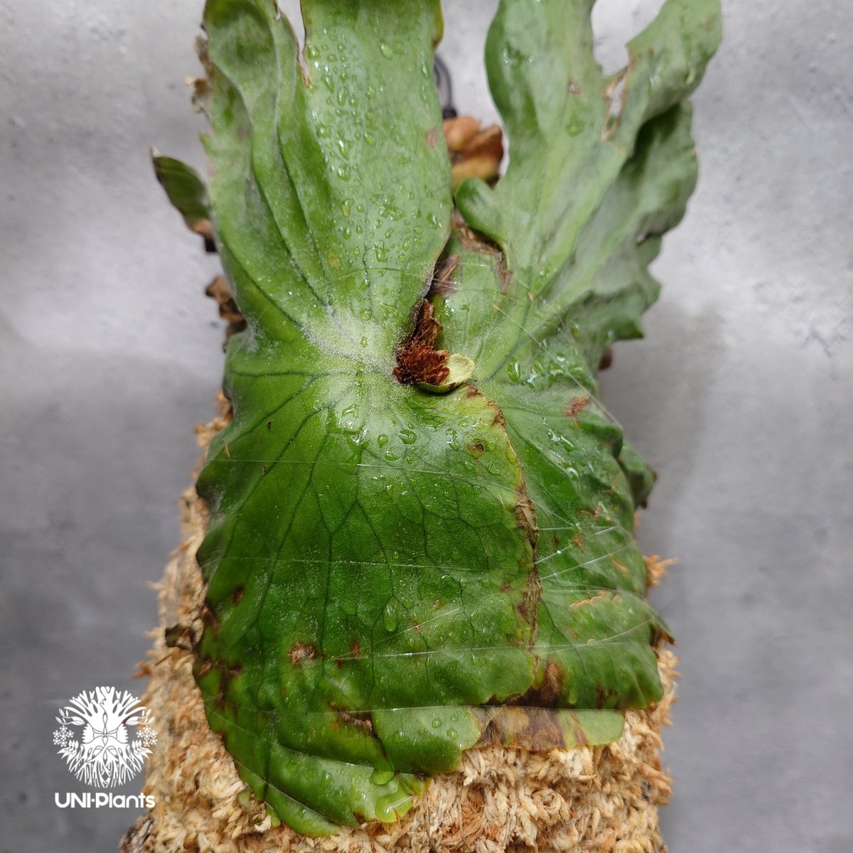 Platycerium grande ビカクシダ グランデ ビカクシダ原種 植物 シダ