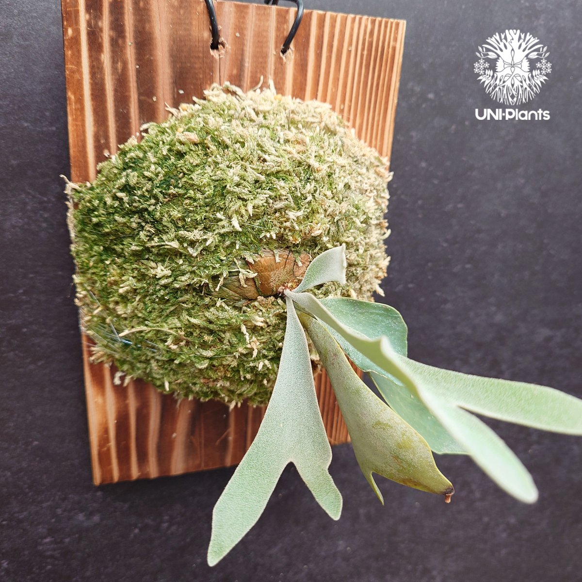 Platycerium Willinckii dwarf Tatsuta, P. Pegasu