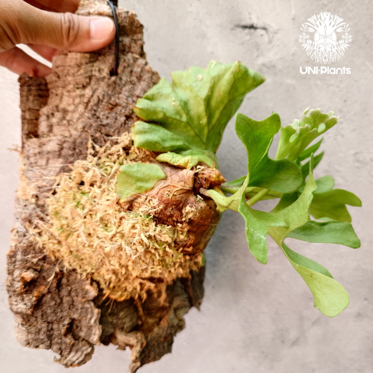 ビカクシダ リドレイ ドワーフ Platycerium ridleyi Dwarf コウモリラ