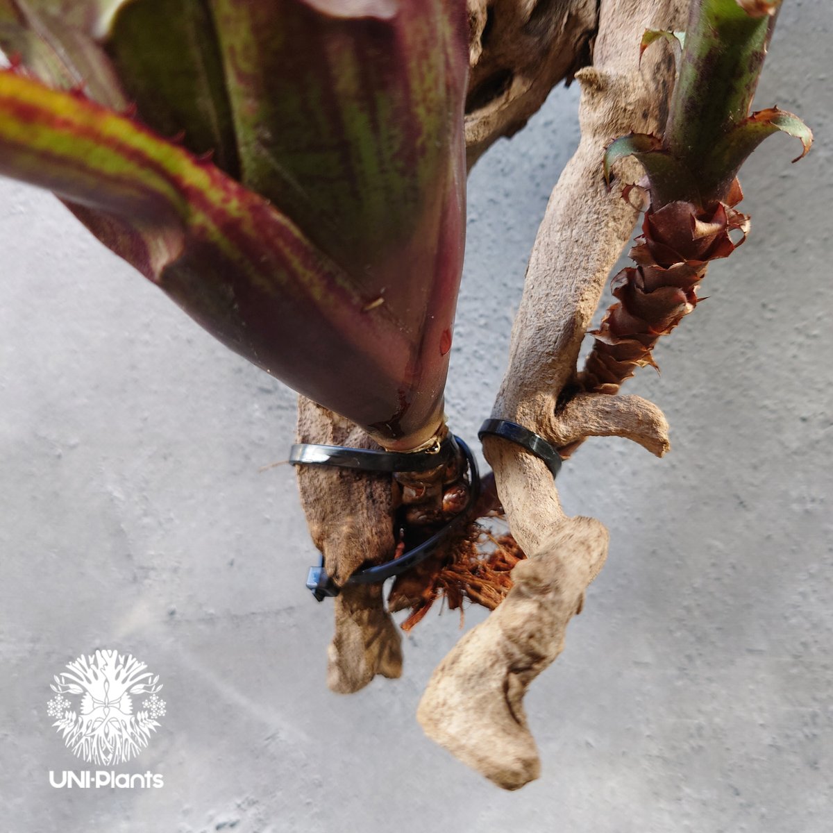 Aechmea nudicaulis エクメア ヌディカウリス 流木付け