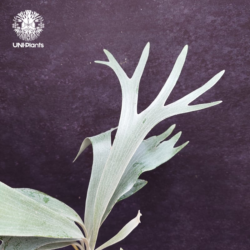 Platycerium White Wing sporeling (P.veitchii x