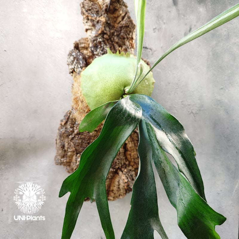 送料無料 親株 ライディーン rydeen ビカクシダ oc 子株付き 送料無料 親株 ライディーン rydeen ビカクシダ oc 子株付き