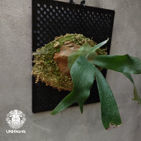 Platycerium Nam Mao(pup) ビカクシダ ナーム マオ(子株) ビカクシダ コウモリラン 希少なビカクシダ