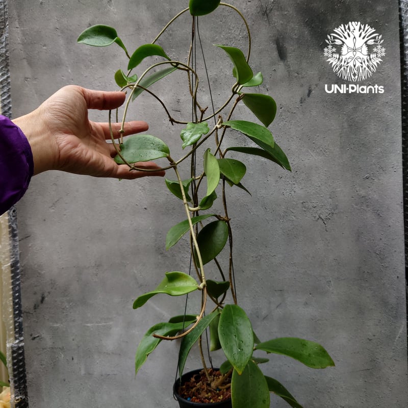 希少! Hoya mindorensis Yellow ホヤ ミンドレンシス イエロー ホヤ