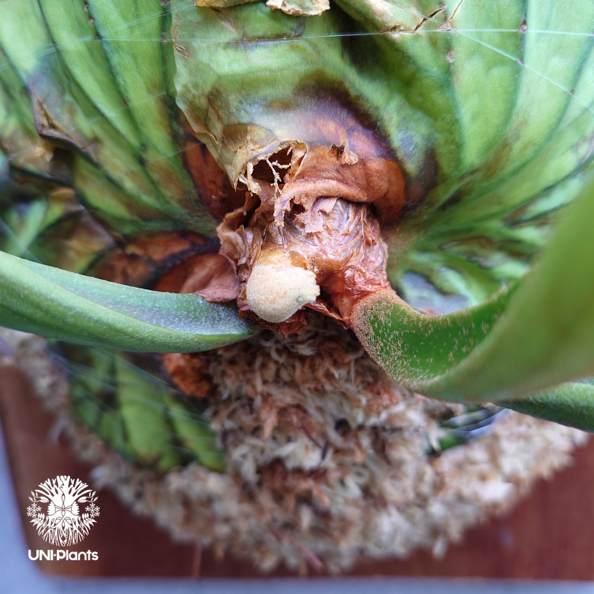 大株 Platycerium Mt.kitshakood Narrow ビカクシダ キッチャ