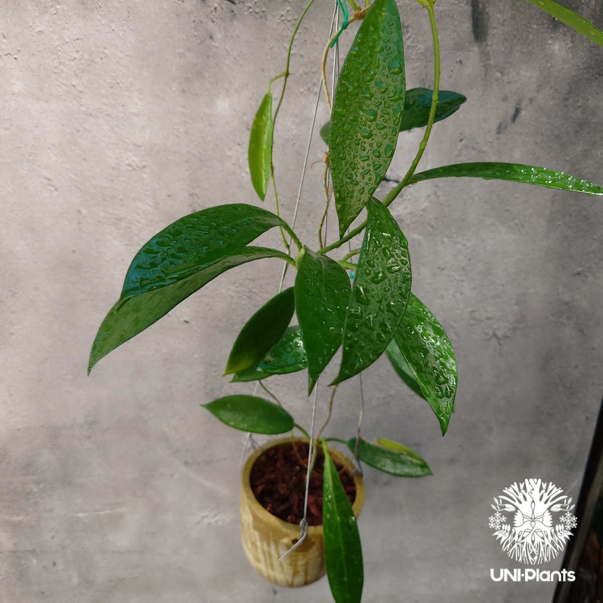 希少! Hoya pubicalyx 'black dragon ホヤ植物 ホヤの花 ホヤプビ