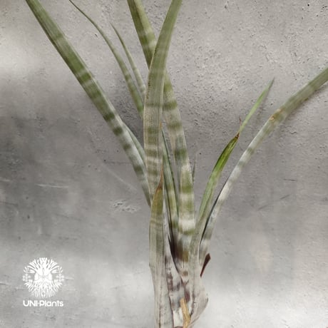 Tillandsia hildae チランジアヒルダエ Tillandsia インテリア植物 エアープランツ エアプランツ ティランジア