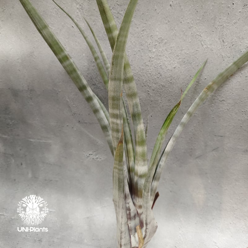 Tillandsia hildae チランジアヒルダエ Tillandsia インテリア植物