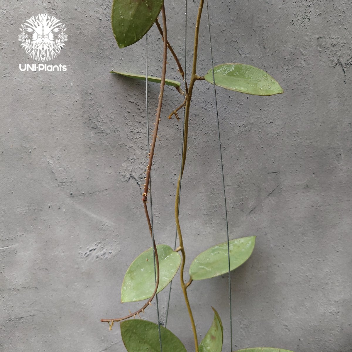 Hoya Silver dollar ホヤ シルバー ダラー ホヤ 希少 ホヤ植物 ホヤの