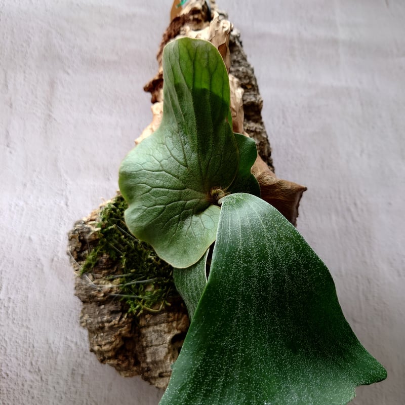 ビカクシダ エレファントティス Platycerium elephantotis