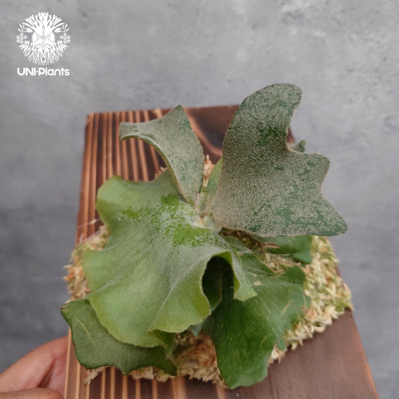 ︎︎︎︎☑︎P.willinckii wild cat sp #1 ビカクシダ Platycerium willinckii wild cat(spore) ビカクシダ ウィ