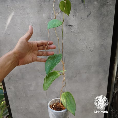 ホヤ　ラクノーサ クイーンミドリ Hoya lacunosa 'Queen Midori' – Hoya Cuttings