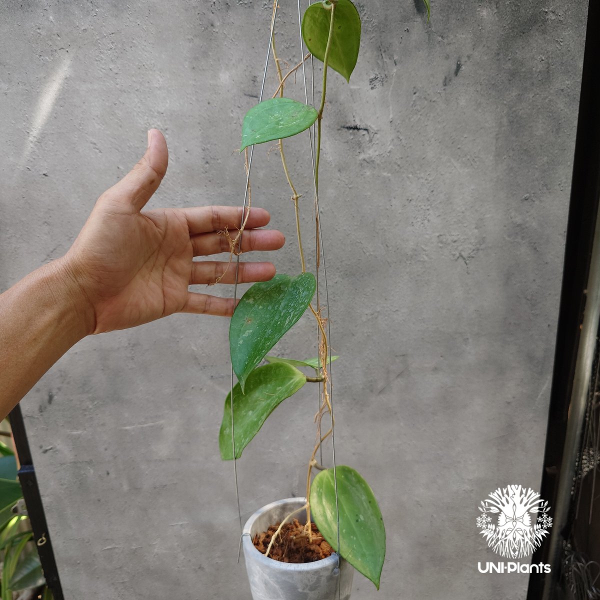 レア　ホヤ　Hoya latifolia ' Queen'サクララン レア ホヤ Hoya latifolia ' Queen'サクララン Hoya latifolia