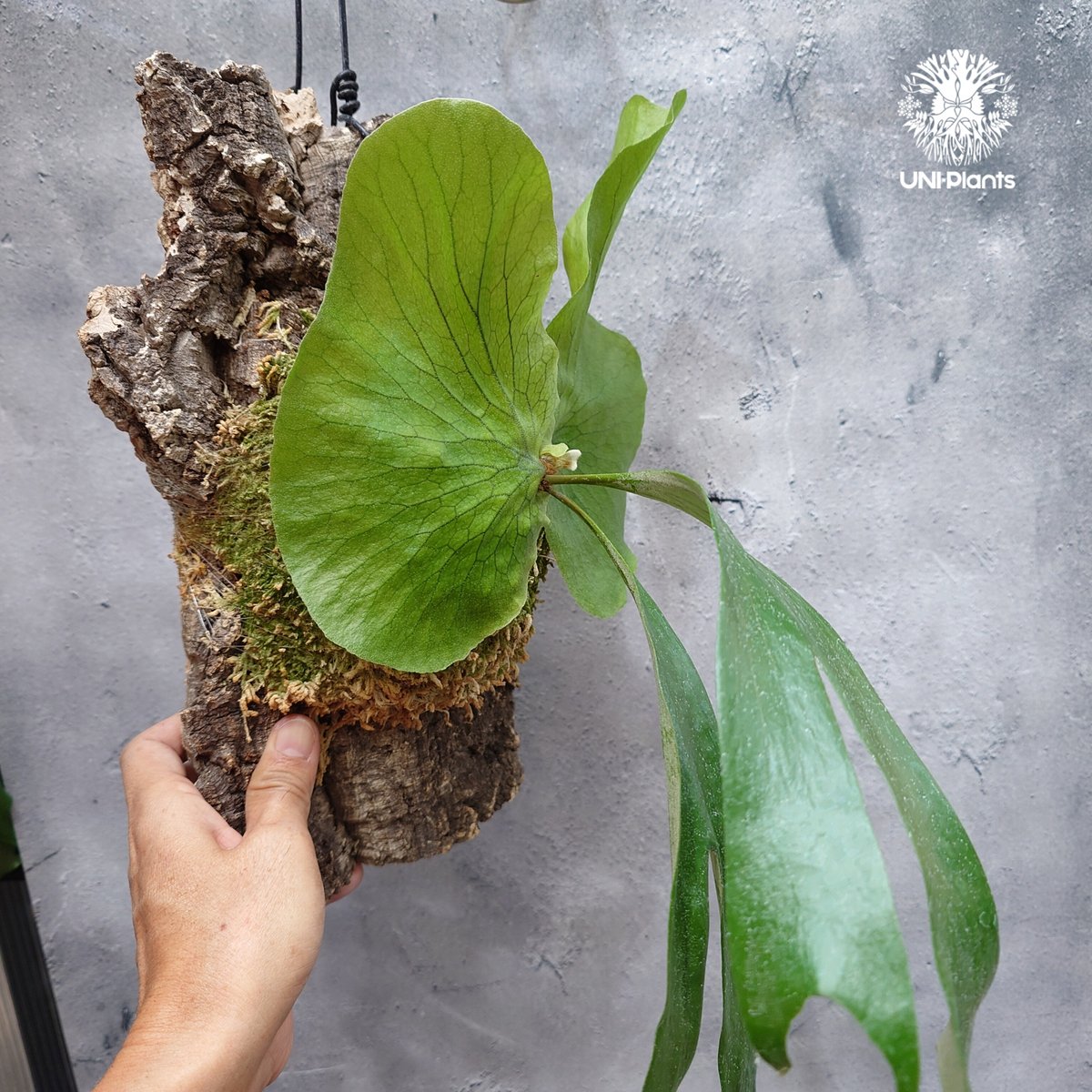 ビカクシダ ステマリア Platycerium stemaria ビカクシダ原種 シダ植物