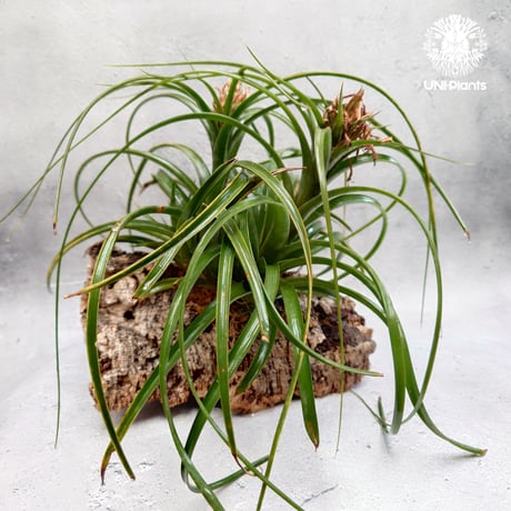 Tillandsia brachycaulos x concolor チランジア・ブラキカウロス×コンコロール Tillandsia エアープランツ エアプランツ ティランジア 着生コルクアレンジ